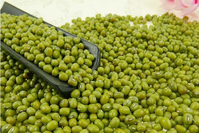प्रदेश के किसानों से मूंग खरीदी की लिमिट 25 से बढ़कर हुई 40 क्विंटल प्रतिदिन, आदेश जारी