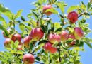 सेब की एक अनूठी किस्म जिसे गर्म जलवायु के किसान भी उगा सकते हैं