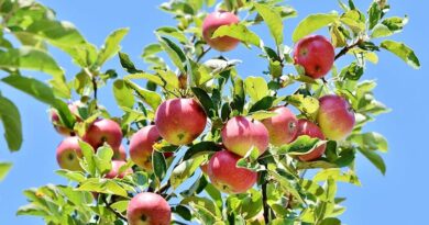 सेब की एक अनूठी किस्म जिसे गर्म जलवायु के किसान भी उगा सकते हैं