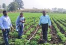 आलू किसानों ने 200 करोड़ रु. से अधिक कमाए