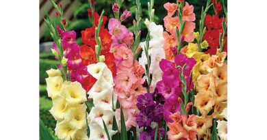 गर्मी के मौसम में गेलार्डिया के फूलों की खेती करना चाहता हूं। जानकारी देने की कृपा करें