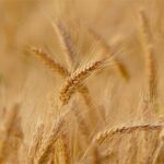 कृषि मंत्रालय ने दूसरा अग्रिम अनुमान किया जारी- रिकॉर्ड 112 मिलियन टन गेहूं अनुमानित, जानिए सरसों और अरहर का हाल