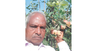 सारंगी में सेब की सफल फसल
