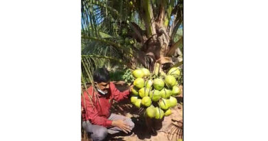 निमाड़ में बोन्साई नारियल की संभावनाएं