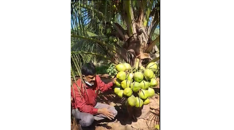 निमाड़ में बोन्साई नारियल की संभावनाएं