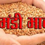 आज का गेहूँ मंडी रेट (29 अप्रैल 2024 के अनुसार)