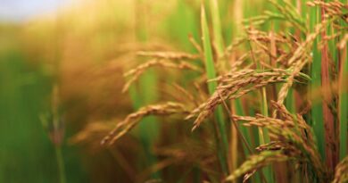 बासमती धान में क्रांति लाएंगी भारतीय कृषि अनुसंधान संस्थान की 3 नई किस्में