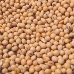 सोयाबीन में बीजोपचार का क्या कोई लाभ है