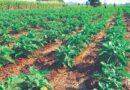खेती में फसल विविधीकरण की महत्ता