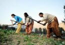लघु एवं सीमांत महिला कृषकों को निःशुल्क मिलेंगे मोठ बीज के मिनीकिट्स
