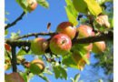 गर्म हवा (हीटवेव) ने जम्मू-कश्मीर और हिमाचल में सेब की फसलों को किया प्रभावित