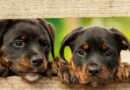 कैनाइन डिस्टेम्पर वायरस से कुत्तों में संक्रामक बीमारी