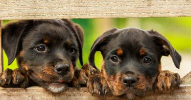 कैनाइन डिस्टेम्पर वायरस से कुत्तों में संक्रामक बीमारी