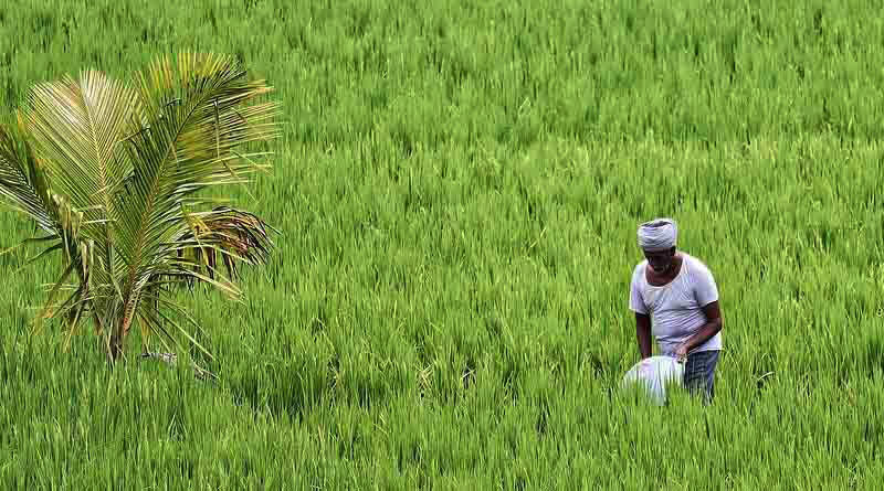 भारत सरकार ने किसानों के लिए धान की 27 नई किस्में जारी कीं