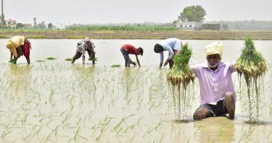 छत्तीसगढ़ में 26 लाख हेक्टेयर में हो चुकी खरीफ फसलों की बुआई 