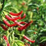 मिर्च के पौधों में लगने वाला रस चूसक कीट सफेद मक्खी के नियंत्रण के उपाय