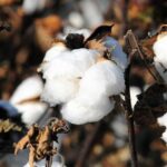 कृषकों में कपास फसल प्रबन्धन के लिए अलख जगाने तैयार किया निमाड़ी लोकगीत