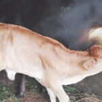 बछड़ों के आहार में खीस का महत्व एवं आहार प्रबंधन