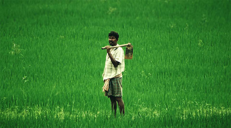 इंदौर जिले में बड़ी संख्या में किसानों ने प्राकृतिक खेती को अपनाया