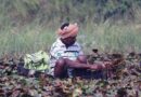 कृषक एमपी किसान एप से स्वयं कर सकेंगे गिरदावरी
