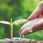 उर्वरक के अग्रिम उठाव की सलाह