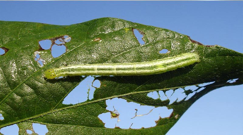 मध्यप्रदेश के कई जिलों में सोयाबीन फसल में “जेवेल बग” कीट का प्रकोप, कैसे करें कीट पर नियंत्रण