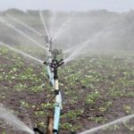 किसान खरीफ फसलों में उपलब्ध सिंचाई संसाधनों से जीवन रक्षक सिंचाई करें