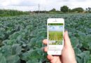 किसान खुद कर सकेंगे मोबाइल एप से अपनी फसल की गिरदावरी