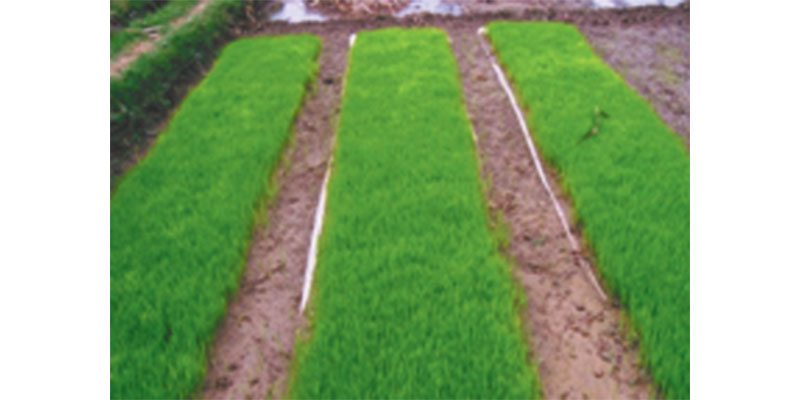 फसल उत्पादकता बढ़ाने के लिए धान की खेती में मशीनीकरण