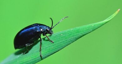 कैसे बनाए जैविक ब्रह्मास्त्र: बड़े कीड़े-मकोड़ों की रोकथाम के लिए