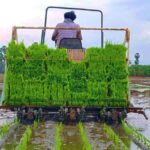 मैंने धान की नर्सरी लगा रखी है, इस समय उसमें पीलापन आ रहा है कृपया उपाय बतायें