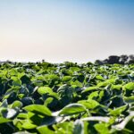 सोयाबीन विरुद्ध मानसून