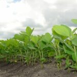 सोयाबीन कृषकों के लिए उपयोगी सलाह