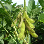 https://www.krishakjagat.org/crop-cultivation/how-to-control-leaf-eating-caterpillars-in-soybean-crop/