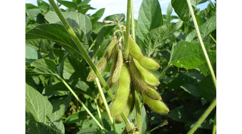 https://www.krishakjagat.org/crop-cultivation/how-to-control-leaf-eating-caterpillars-in-soybean-crop/