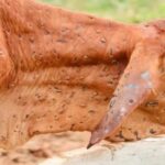 गायों को गांठदार विषाणु (लम्पी वाइरस) से बचाने का नया स्वदेशी प्रयोग