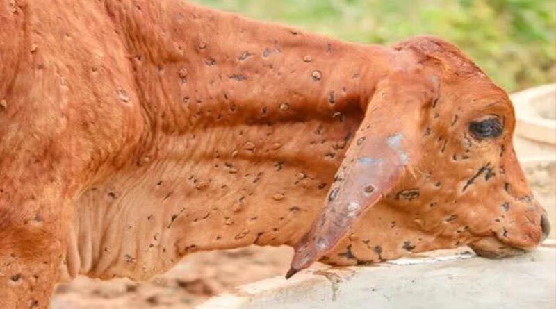 गायों को गांठदार विषाणु (लम्पी वाइरस) से बचाने का नया स्वदेशी प्रयोग