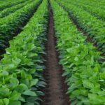 सोयाबीन कृषक इस सप्ताह यह सावधानियां रखें