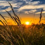 प्रदेश में तीसरी फसल लेने के लिए किसान उत्साहित