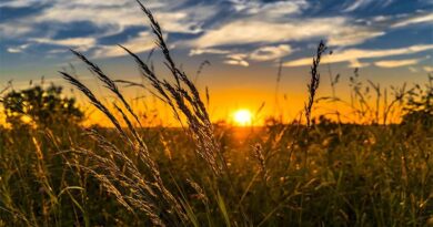 कृषि में जलवायु परिवर्तन से निपटने के लिए 800 क्लाइमेट रेजिलिएंट किस्मों पर टिकी उम्मीद
