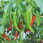 मैं मिर्च लगाना चाहता हूं नर्सरी कब डालें रखरखाव कैसे करें बतलायें?