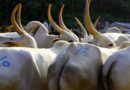 लंपी वायरस पशुओं में दूध उत्पादन को कम कर सकता है; लक्षणों को जानें