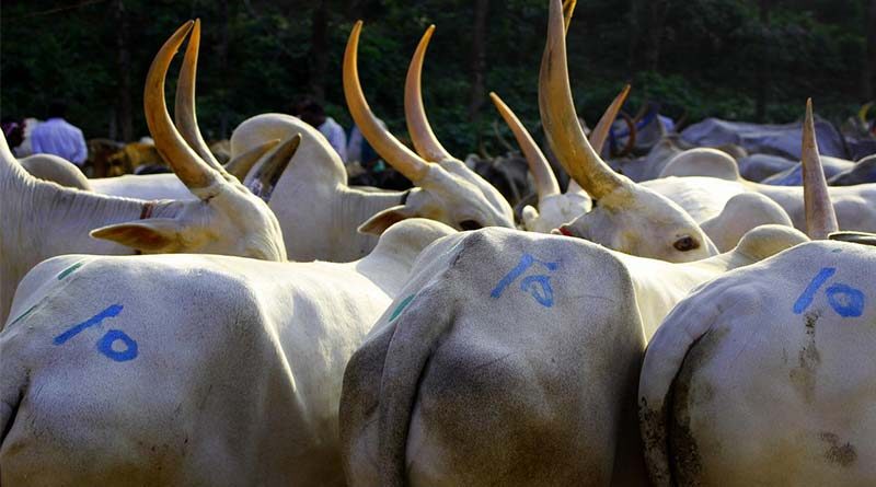 हरियाणा की गायों में लम्पी स्किन रोकथाम के लिए सभी पशुओं में शत - प्रतिशत वैक्सीनेशन होगा