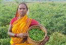 गौठान में मिर्च की खेती कर महिलाएं हो रही मालामाल