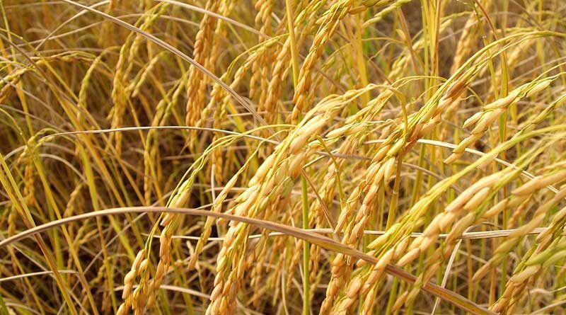 पंजाब और हरियाणा के किसान धान की फसल को लेकर चिंतित