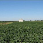 सोयाबीन फसल पर प्रक्षेत्र दिवस का आयोजन