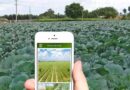 किसान अपनी फसल की जानकारी “एमपी किसान एप’’ पर 15 अगस्त तक करें दर्ज