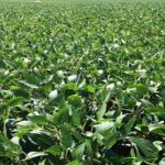 सोयाबीन संस्थान इंदौर की तीन किस्में अधिसूचना की प्रतीक्षा में