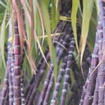 समस्या- गन्ने के खेत में पायरिल्ला कीट फसल को प्रभावित करता है इसके नियंत्रण के उपाय बतायें।