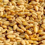 मेक्सिको करेगा मध्यप्रदेश के गेहूं अनुसंधान में सहयोग